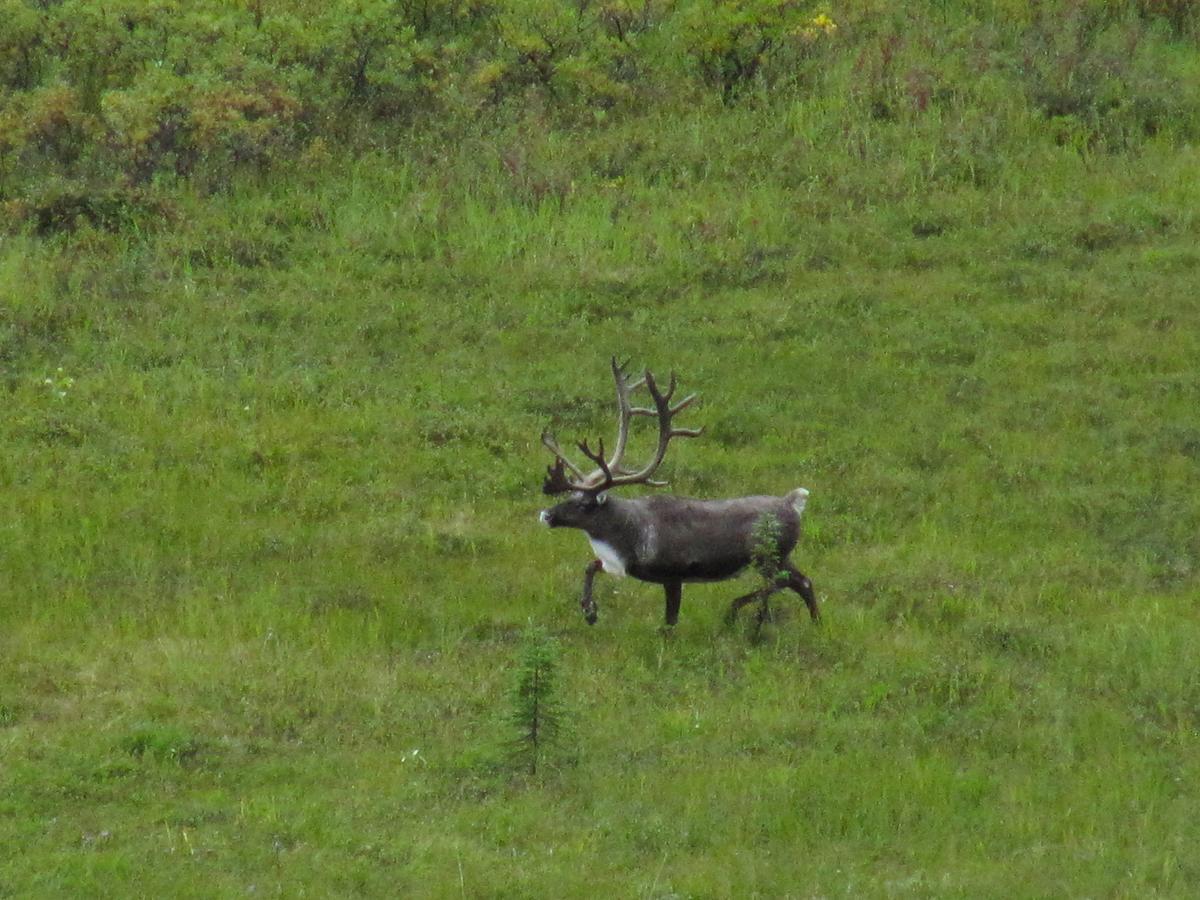 Caribou Lodge Alaska تالكيتنا المظهر الخارجي الصورة