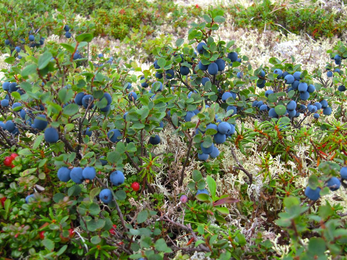 Caribou Lodge Alaska تالكيتنا المظهر الخارجي الصورة
