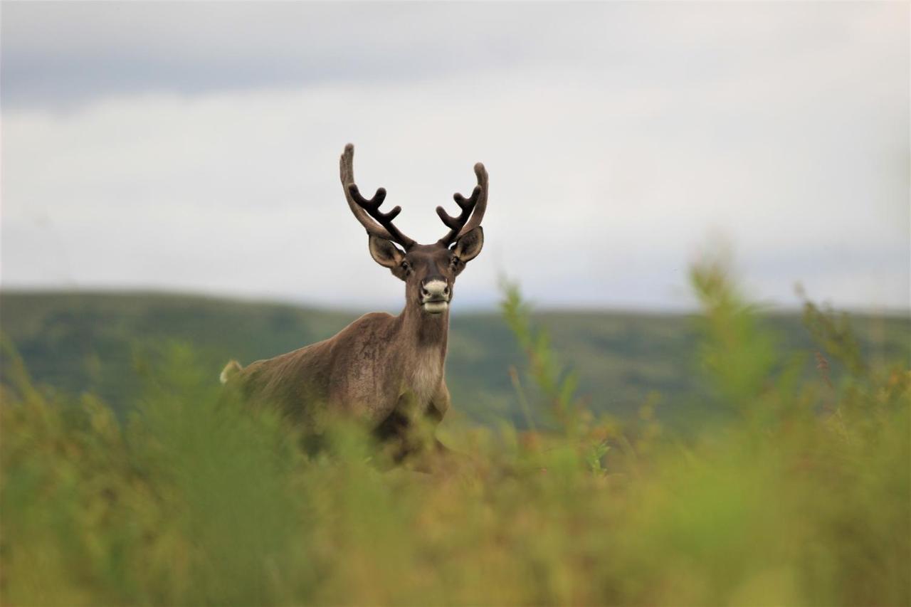 Caribou Lodge Alaska تالكيتنا المظهر الخارجي الصورة