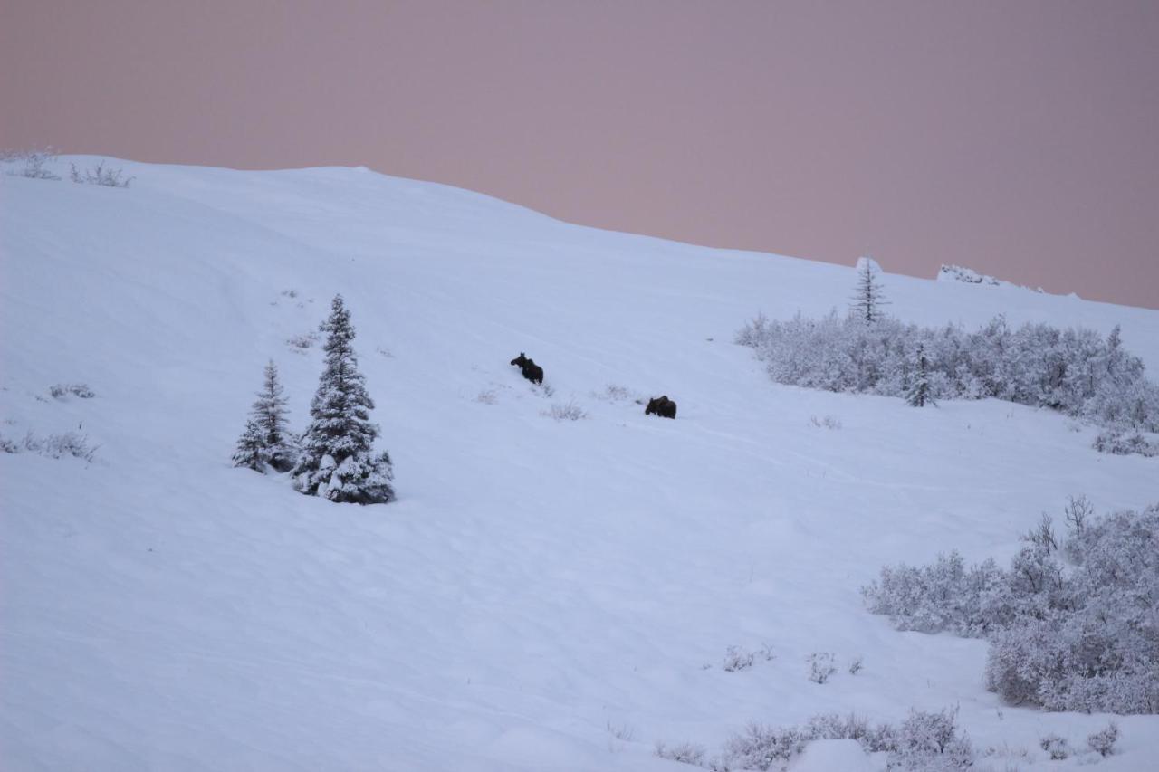 Caribou Lodge Alaska تالكيتنا المظهر الخارجي الصورة