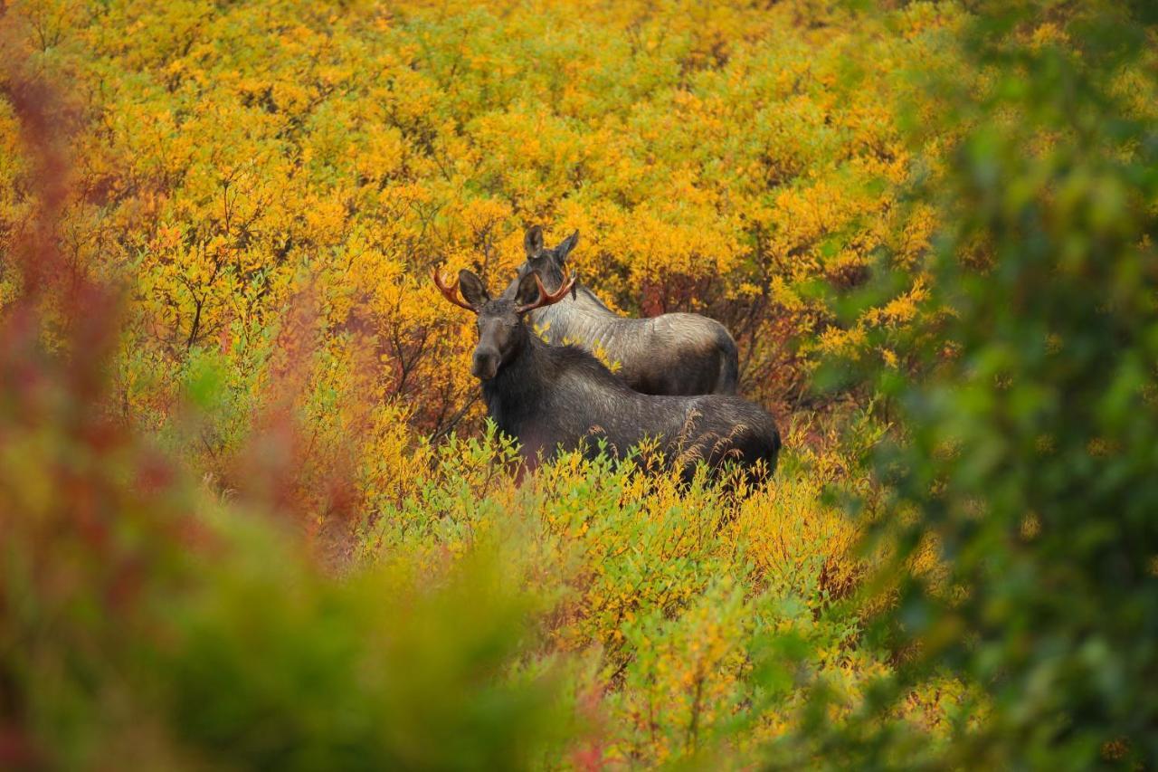 Caribou Lodge Alaska تالكيتنا المظهر الخارجي الصورة
