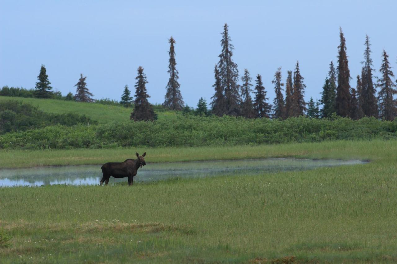 Caribou Lodge Alaska تالكيتنا المظهر الخارجي الصورة